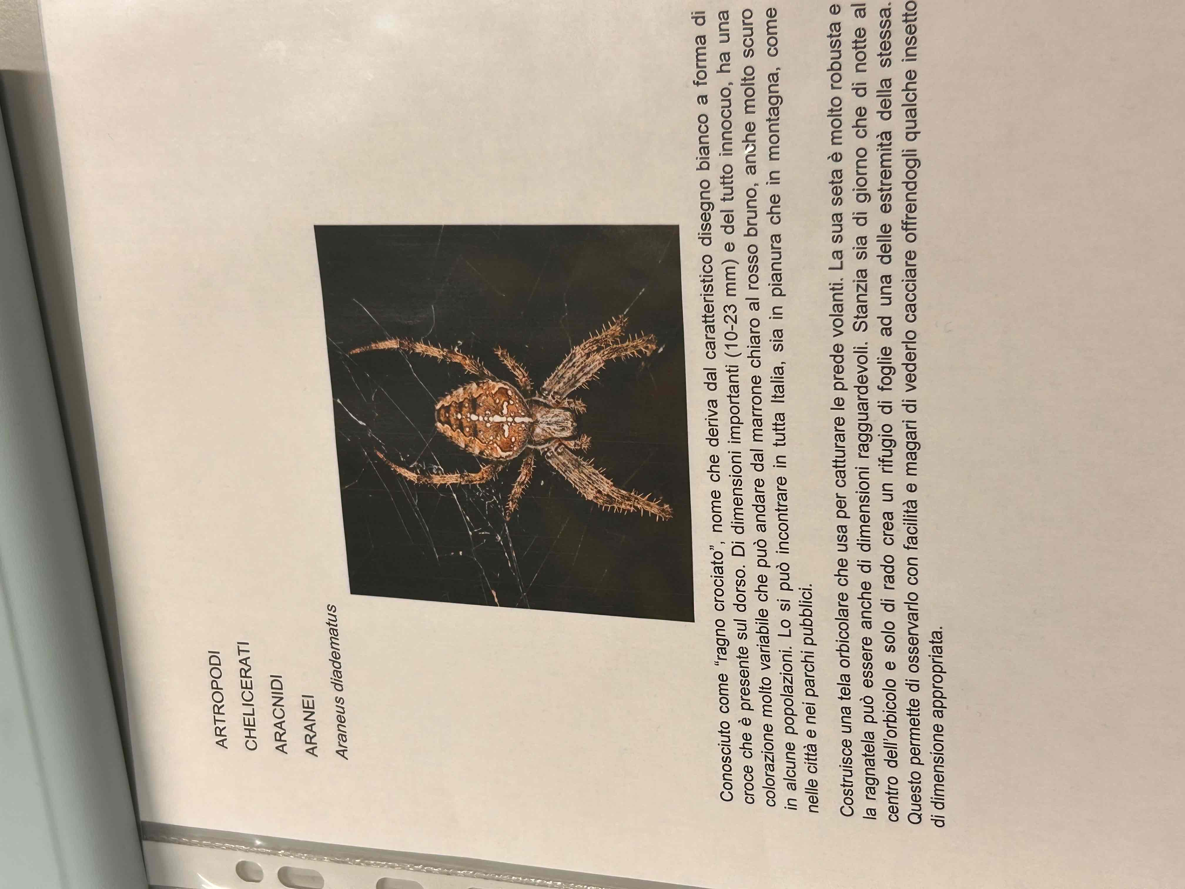 <p>Chelicerati</p><p>Aracnidi</p><p>Araneus diadematus</p>