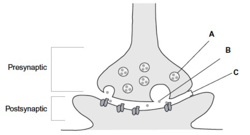 <p>identify A,B and C</p>