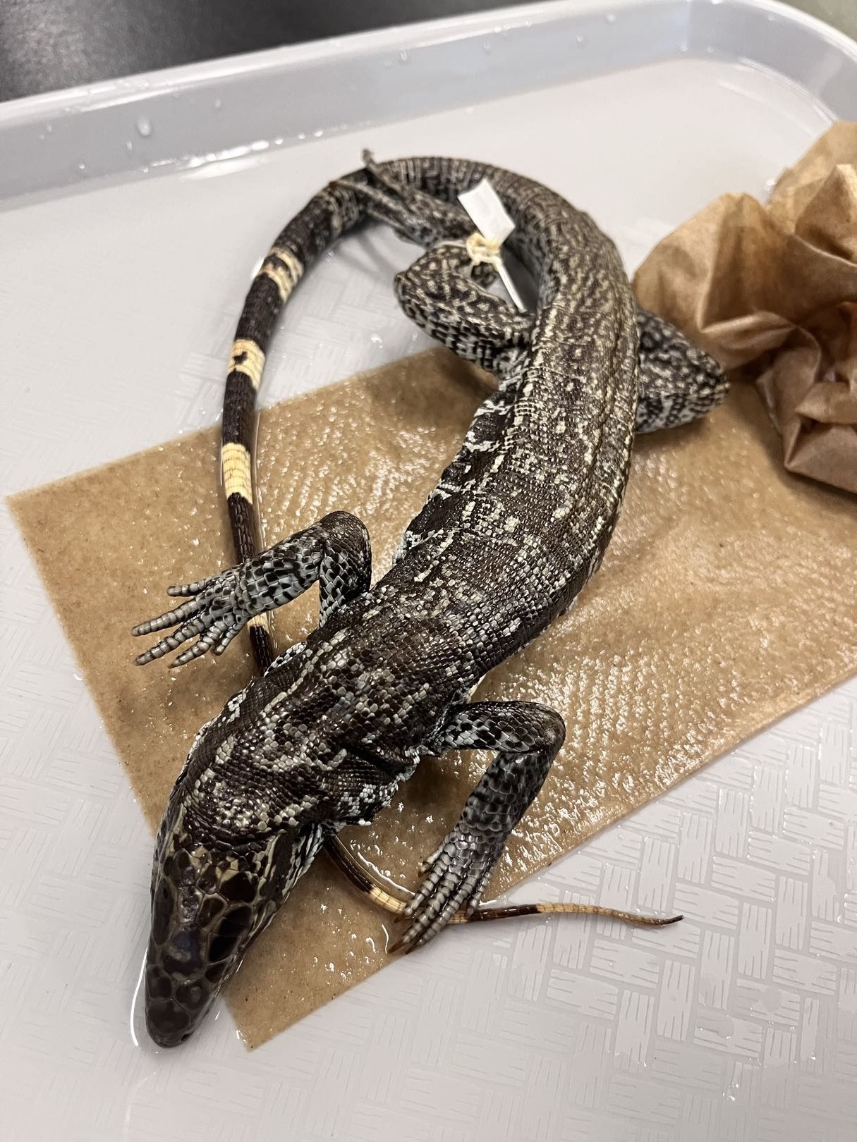 <p>Family?<br><strong>- Long legs and tail</strong></p><p>- Pointed snout</p><p>- Plate-like on head </p><p><strong>- Double chin (jowls)</strong></p><p>- Americas</p><p>~100 species</p>