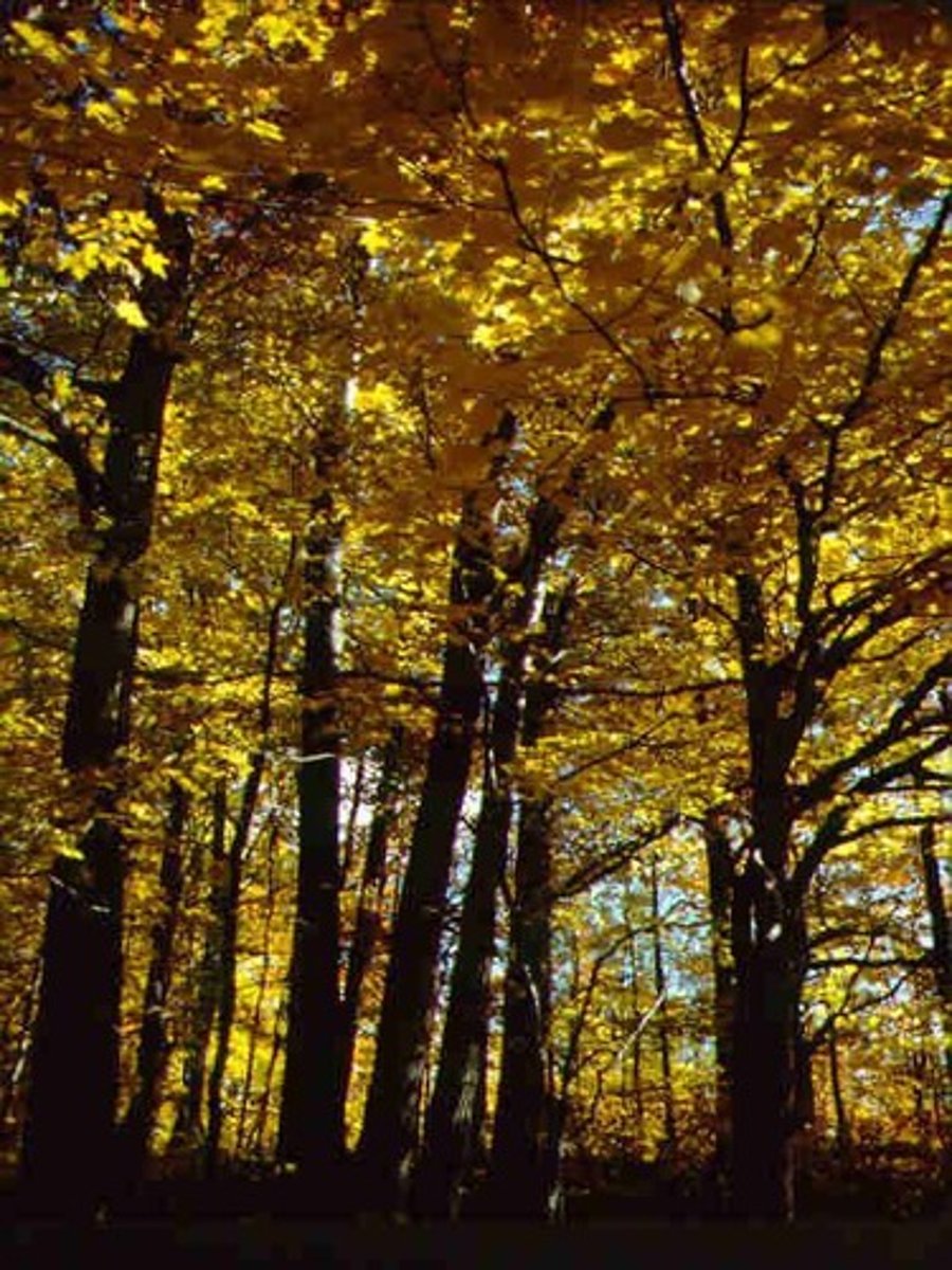 <p>A biome characterized by four distinct seasons and trees that shed leaves in winter.</p>