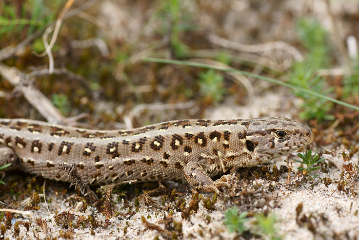 <p>Jaszczurka zwinka</p>