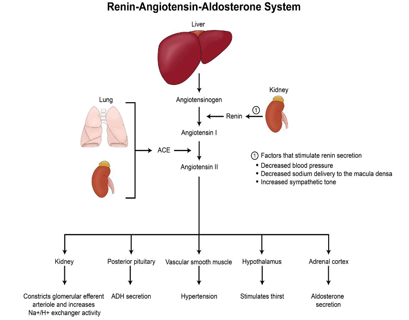 <ul><li><p><strong>RAAS</strong></p><ul><li><p>Kidneys not perfused = increased renin = vasoconstriction = increased blood pressure = aldosterone = sodium retention by kidney = increased blood volume and pressure = HTN&nbsp;</p></li><li><p>Thirst center (hypothalamus and ADH - retains water = increased BP)</p></li></ul></li><li><p><strong>SNS</strong></p><ul><li><p>Baroreceptors</p></li><li><p>Cardiac output increased = heart rate increased</p></li><li><p>Resistance increased = SNS (vasoconstriction)</p></li></ul></li><li><p><strong>Endothelial dysfunction</strong></p><ul><li><p>Reduced nitric oxide (NO) production - endothelium produces this, helps blood vessels relax</p><ul><li><p>in HTN = the production of NO is reduced = vasodilation = vasoconstriction = can’t regulate inflammation&nbsp;</p></li></ul></li><li><p>Oxidative stress - high BP increases oxidative stress, which damages endothelial cells and further reduces NO availability&nbsp;</p></li><li><p>Inflammation - chronic inflammation in HTN = endothelial cells become dysfunctional = pro-inflammatory and pro-thrombotic state&nbsp;&nbsp;</p></li></ul></li></ul><p></p>