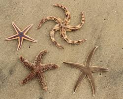 <p>Starfish</p>