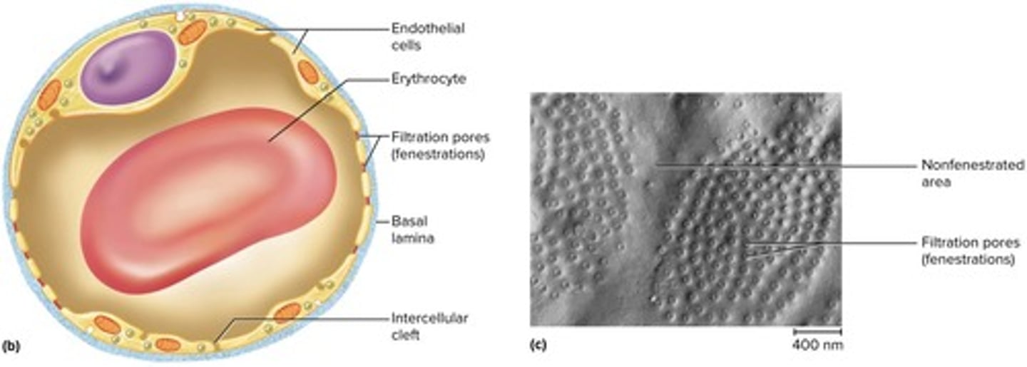 <p>Capillaries with filtration pores that allow rapid absorption or filtration, found in organs like kidneys.</p>