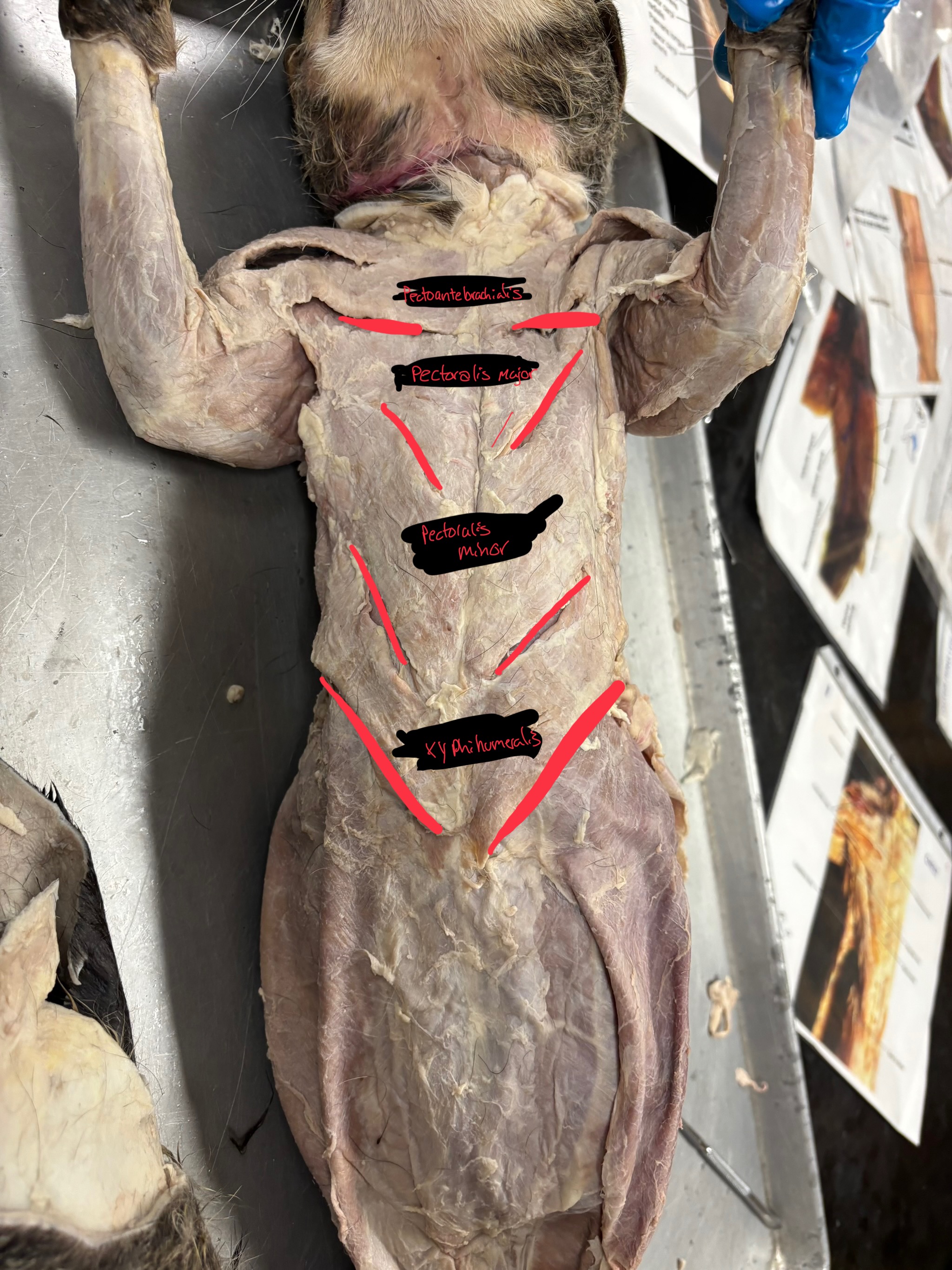 <p>Pectoantebrachialis: Adducts arm at shoulder</p><p>pectoralis major: adduct and flex arm at shoulder</p><p>pectoralis minor: adduct arm at shoulder</p><p>xiphihumeralis: adduct arm at shoulder</p>