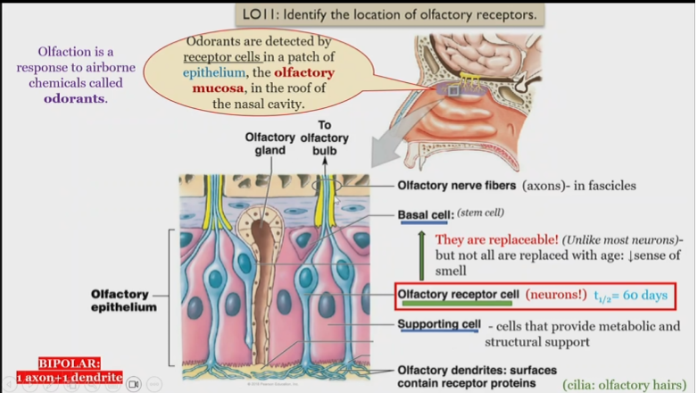 <p>consists of Olfactory nerve fibers receive information from olfactory receptor cell</p><p>as a whole all fascicles make up the olfactory nerve </p>