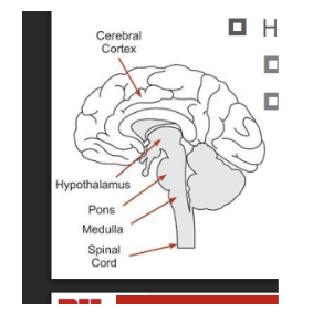 <p>Medulla</p><ul><li><p>contains cell bodies for parasympathetic and sympatheti efferent nuerons</p></li></ul><p>hyppothalamus</p><ul><li><p>pareaventricular nucleas and dorsal medial nucleas&nbsp;</p><ul><li><p>they integrates and mdulate medullary neuronal activyt</p></li></ul></li><li><p>higher centrs</p><ul><li><p>cerebral cotes, limbic, and midbrain structures</p><ul><li><p>connect with the hypothalamus and meddual to modculate activty during emotaional stres</p></li></ul></li><li><p>Top down control</p></li></ul></li></ul><p></p>