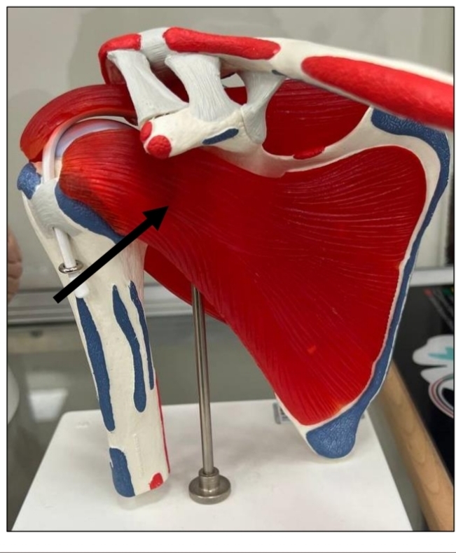 <p>identify these joints respectively</p><p>mention the type of this joint according to number of articulating bones</p><p>mention their types according to the shape of articulating bones</p>