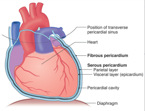 <p>Parietal Layers</p>