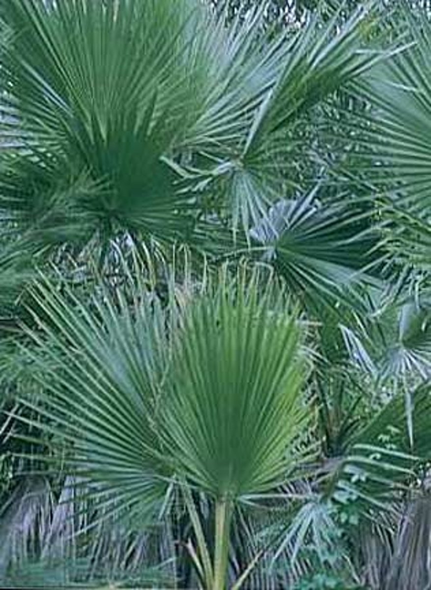 <p>Sabal mexicana<br>Arecaceae</p>