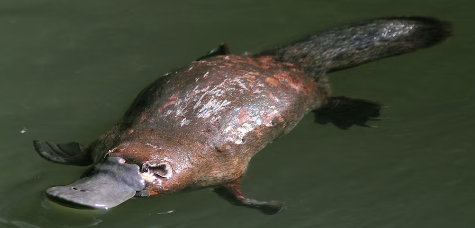 <p>Duckbilled Platypus</p>