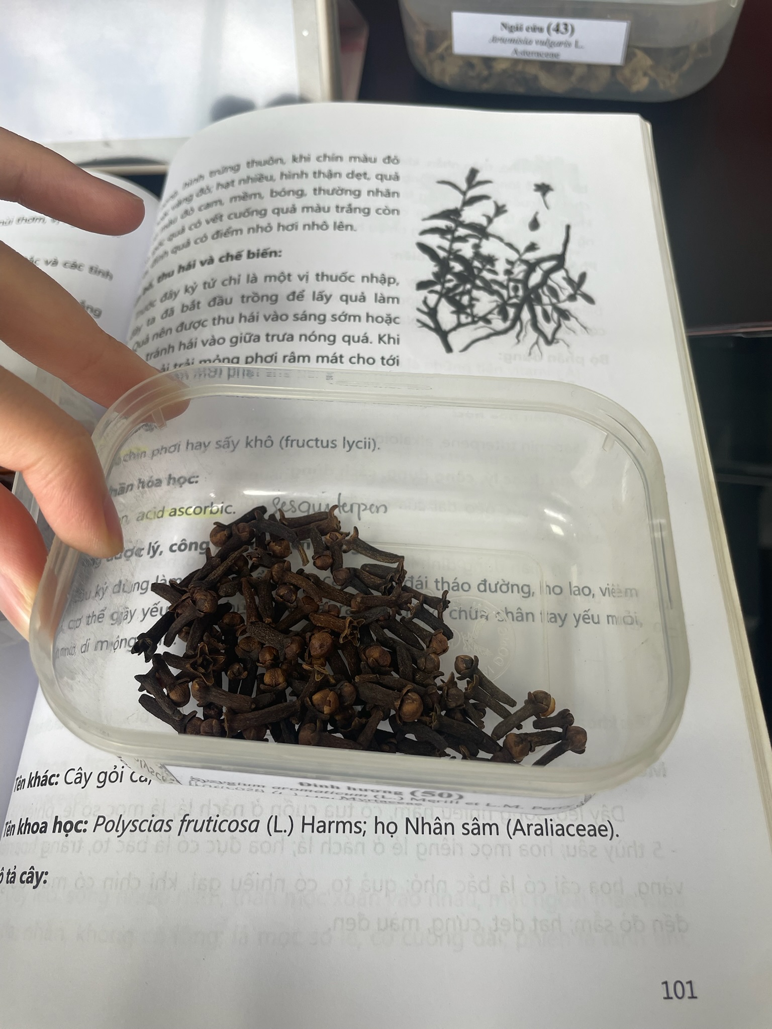 <p>Đinh hương</p><p>Syzygium aromaticum</p><p>họ Myrtaceae</p>