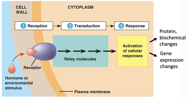 <p>-information is passed between and within cells through this</p><p>-cells develop complex, dynamic signaling pathways and gene regulatory networks</p><p></p><p>-receptor protein binds to hormone and changes its shape so it can stick to other proteins that are influenced and info is relayed and ultimately causes a cellular response (protein or biochemical changes, gene expression changes)</p><p></p><p>-outside signals can change gene expression (not always)</p>