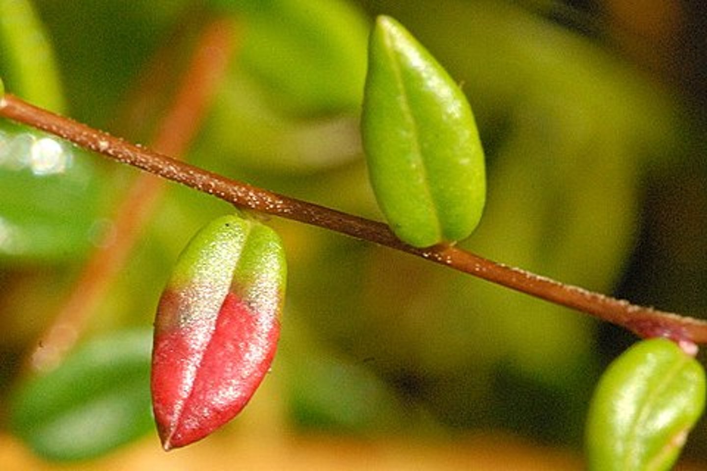 <p>Płaskosz żurawiny -</p>