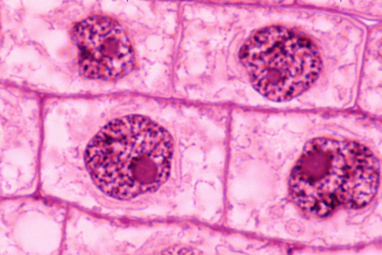<p>interphase</p>
