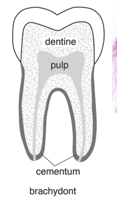 **Brachydont - teeth seen in carnivores and swine**