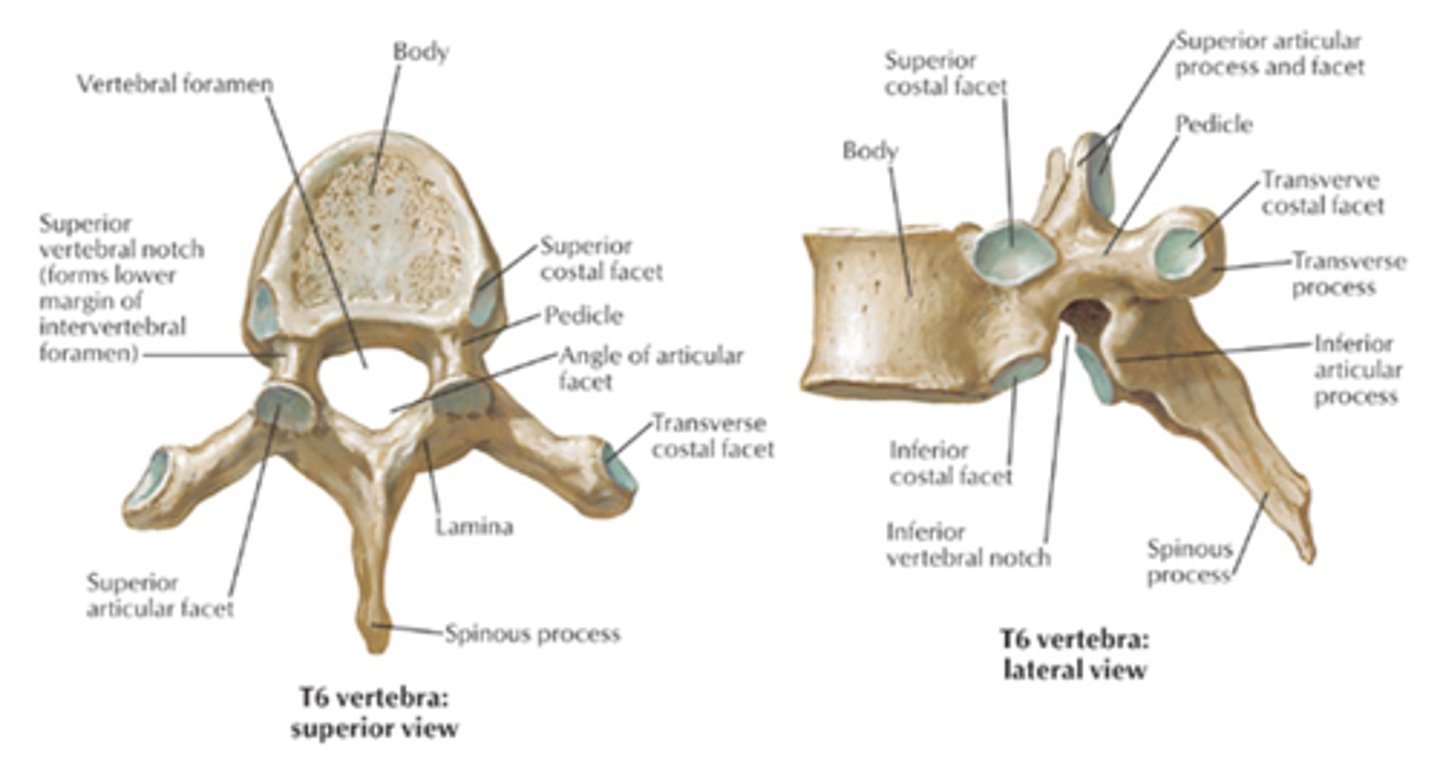 <p>12 vertebrae</p>