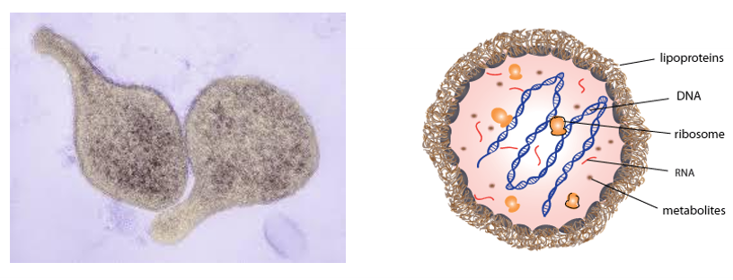 <p>Mycoplasma are a group of bacteria that lack cell walls, making them resistant to antibiotics that target cell wall synthesis</p>