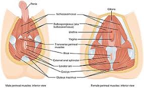 <p><span>bulbospongiosus, ischiocavernosus, and superficial transverse perineal muscles in the superficial layer</span></p>