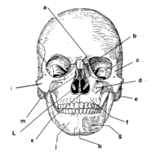 <p>111. _____ mental foramen</p>