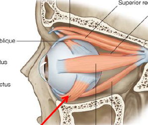 <p>ID/Describe this muscle</p>
