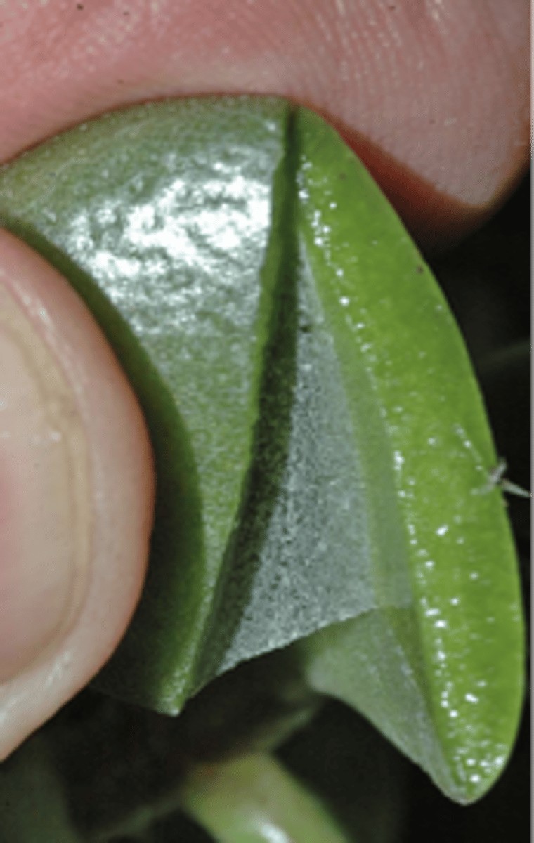<p>waxy, hydrophobic external layer that prevents water loss; adaptation to land after terrestrialization</p>