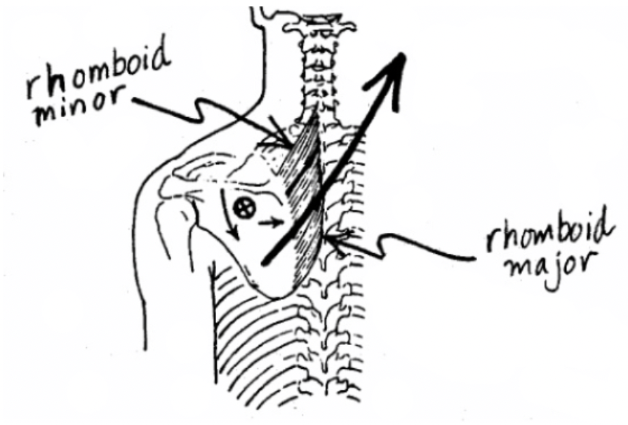 with the serratus anterior to hold the vertebral border of the scapula close to the spine & ribs during g.h. movements.