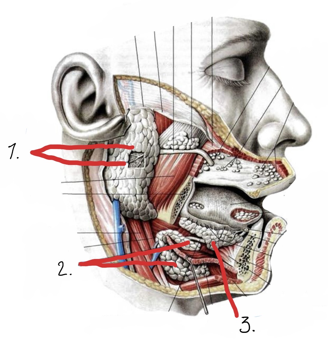 <p>Vad heter de olika salivkörtlarna?</p>