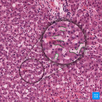 <p>These small, dark-staining fibers form a supportive, meshlike framework for organs that are composed mostly of cells</p>