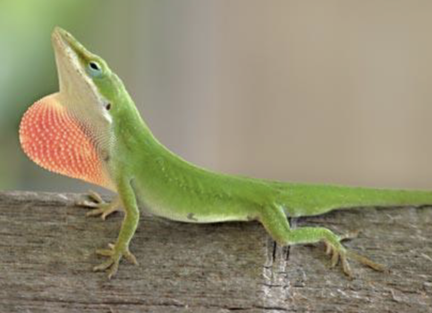 <p>what reptile is this </p>