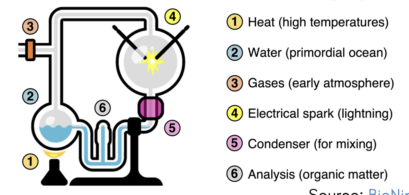 <p>1.Water was boiled to reflect the high temperatures of prebiotic conditions. </p><p>2.Water vapor was mixed with gas (H2, CH4, NH3) to create a reducing atmosphere. </p><p>3. The mixture of gases was exposed to “lightning” (electrical charge). </p><p>4.The mixture was cooled and condensed - one week later, traces of organic molecules were found.</p>