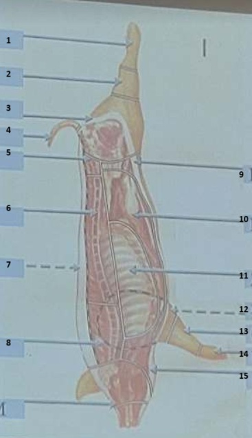 <p>półtusza wieprzowa 8</p>