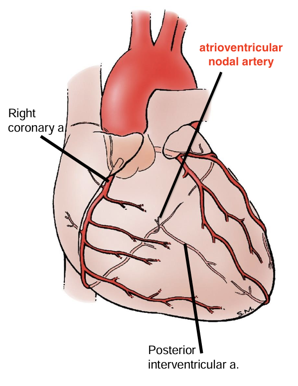 <p>atrioventricular nodal artery</p><p>posterior interventricular branch/ posterior descending artery</p>