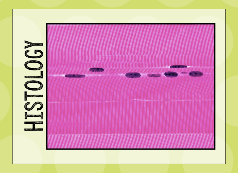 Histology Muscle & Nervous Tissue Flashcards Knowt