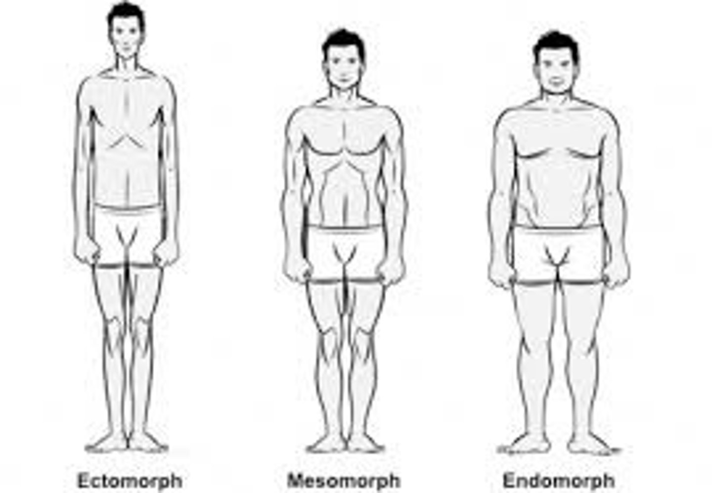 <p>1898-1977; Field: personality; Contributions: theory that linked personality to physique on the grounds that both are governed by genetic endowment: endomorphic (large), mesomorphic (average), and ectomorphic (skinny)</p>