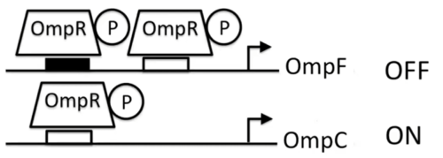 <p>OmpR is phosphorylated and can bind to both high and low affinity sites</p><p>OmpR will bind to both sites in OmpF promoter, shutting it down</p><p>OmpR will also bind to only binding site in OmpC promoter, and activate transcription of OmpC</p>