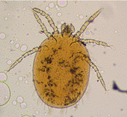 <p>What is Trombicula autumnalis known for?</p>