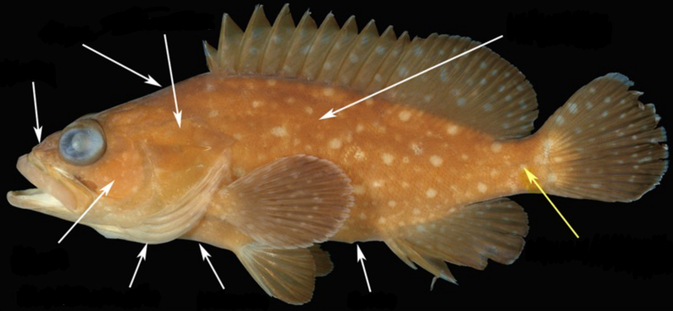 <p>What part of the fish is this?</p>