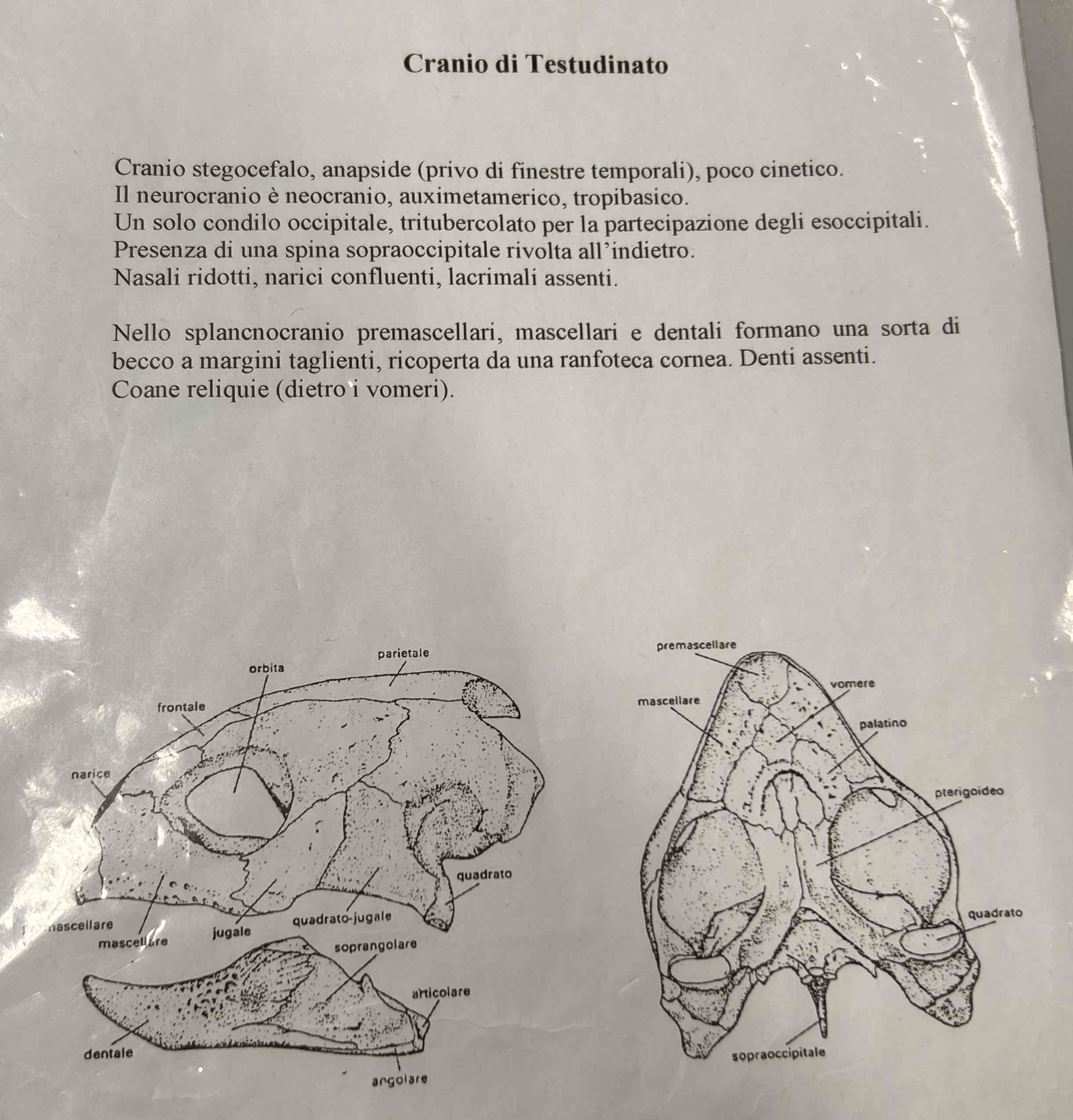 <p>(Cranio di testudinato)</p>