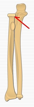 articulation head of radius and radial notch of ulna; pivot