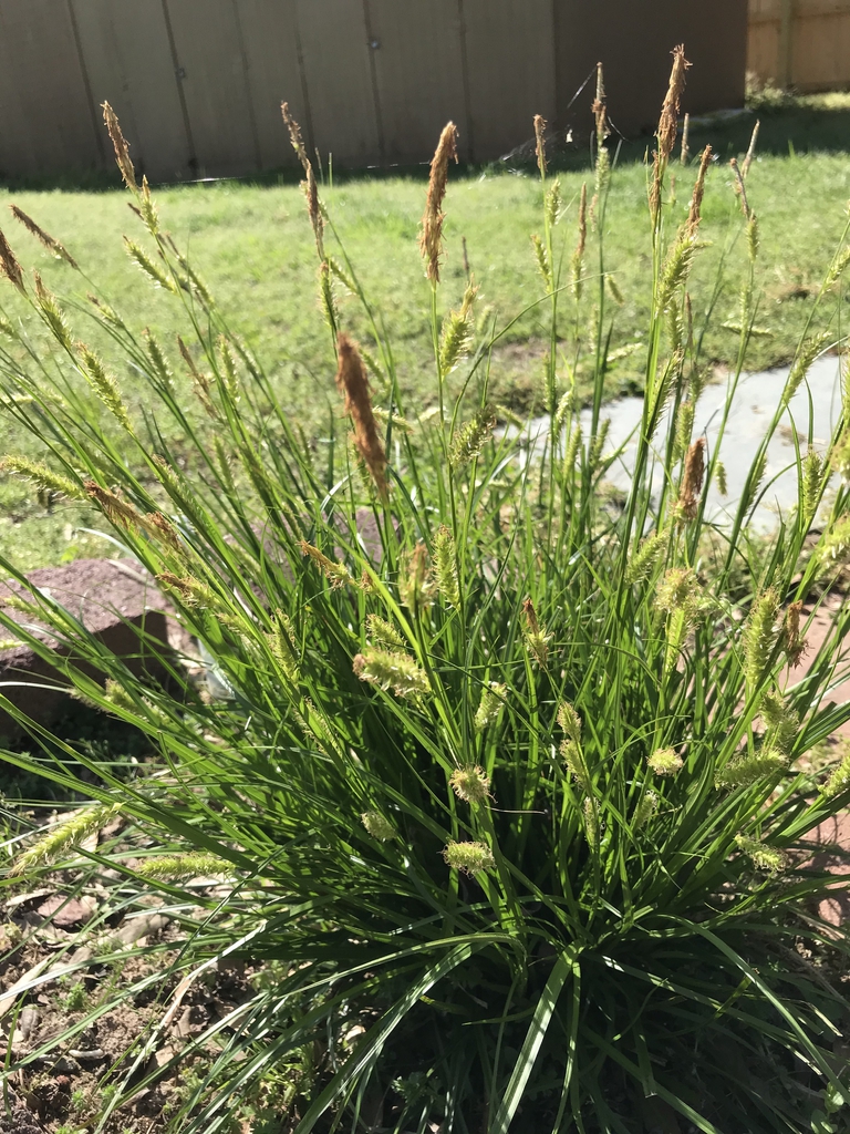 <p>Cherokee sedge</p>