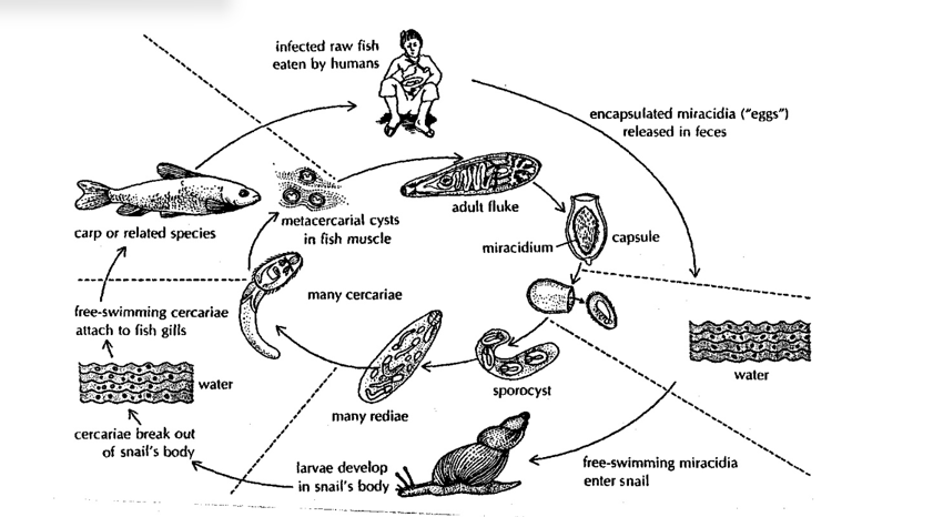 <p><strong>Opisthorchis Life Cycle</strong></p><p></p>