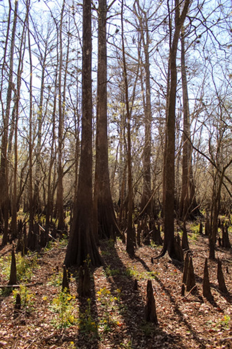 <p>what is the name of the plant pictured here?</p>