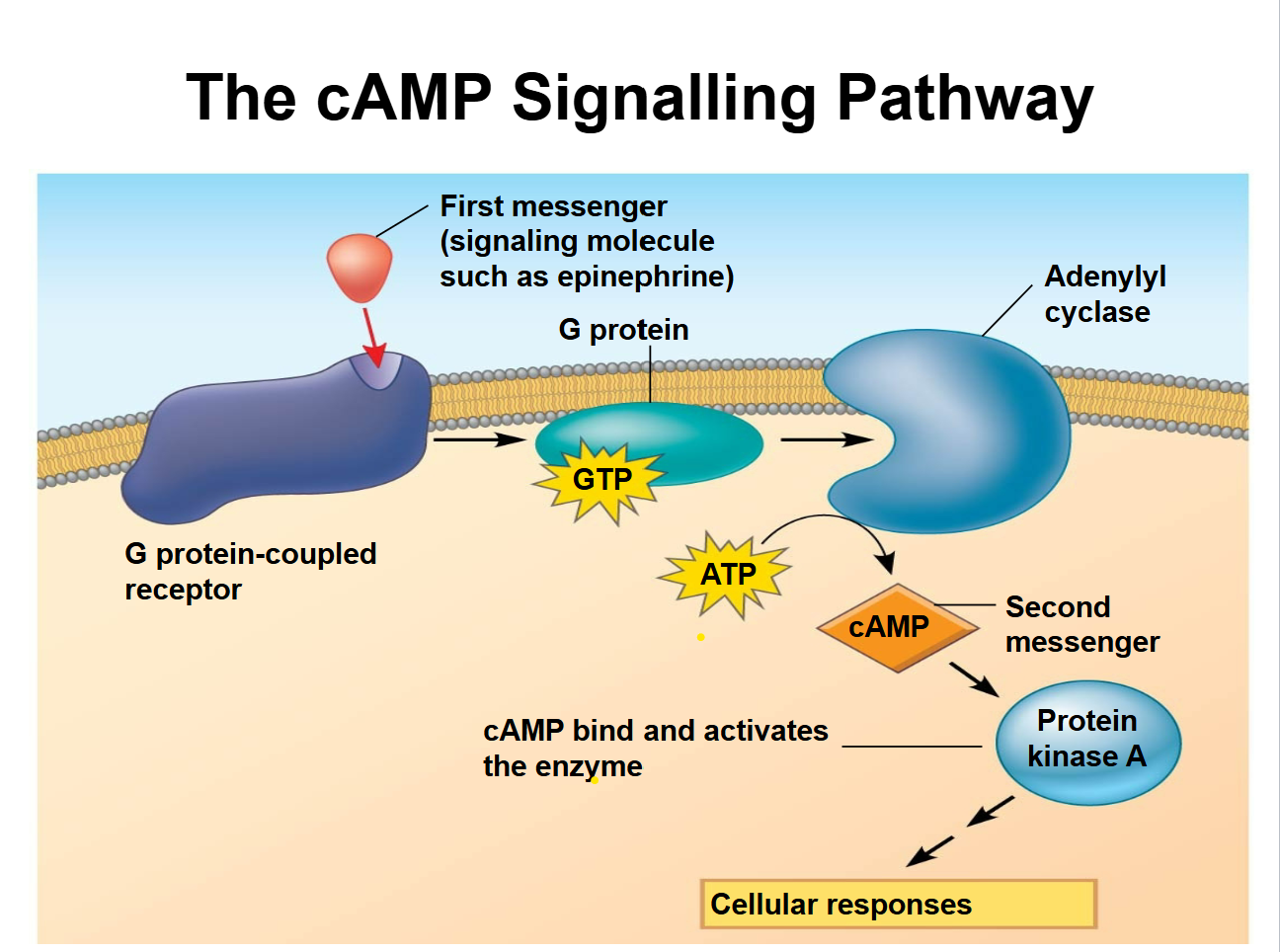 <p><span style="background-color: inherit; line-height: 23px;"><span>Pathway is called </span><strong><span>cAMP-dependant pathway</span></strong></span><span style="line-height: 23px;"><span>&nbsp;</span></span></p><ul><li><p class="Paragraph SCXO134449355 BCX0" style="text-align: left;"><span style="background-color: inherit; line-height: 23px;"><span>converts ATP into </span><em><span>cyclic AMP (cAMP), </span></em><span>a second messenger</span></span><span style="line-height: 23px;"><span>&nbsp;</span></span></p></li><li><p class="Paragraph SCXO134449355 BCX0" style="text-align: left;"><span style="background-color: inherit; line-height: 23px;"><span>CAMP activates </span><em><span>protein kinase, </span></em><span>which phosphylates target proteins to regulate gene expression, metabolism and more</span></span><span style="line-height: 23px;"><span>&nbsp;</span></span></p></li><li><p class="Paragraph SCXO134449355 BCX0" style="text-align: left;"><span style="background-color: inherit; line-height: 23px;"><strong><span>Activated&nbsp;</span></strong><span>by </span><em><span>G Protein-Coupled receptors (GPCR) </span></em><span>binding to the enzyme which stimulates it</span></span><span style="line-height: 23px;"><span>&nbsp;</span></span></p></li></ul><p></p>