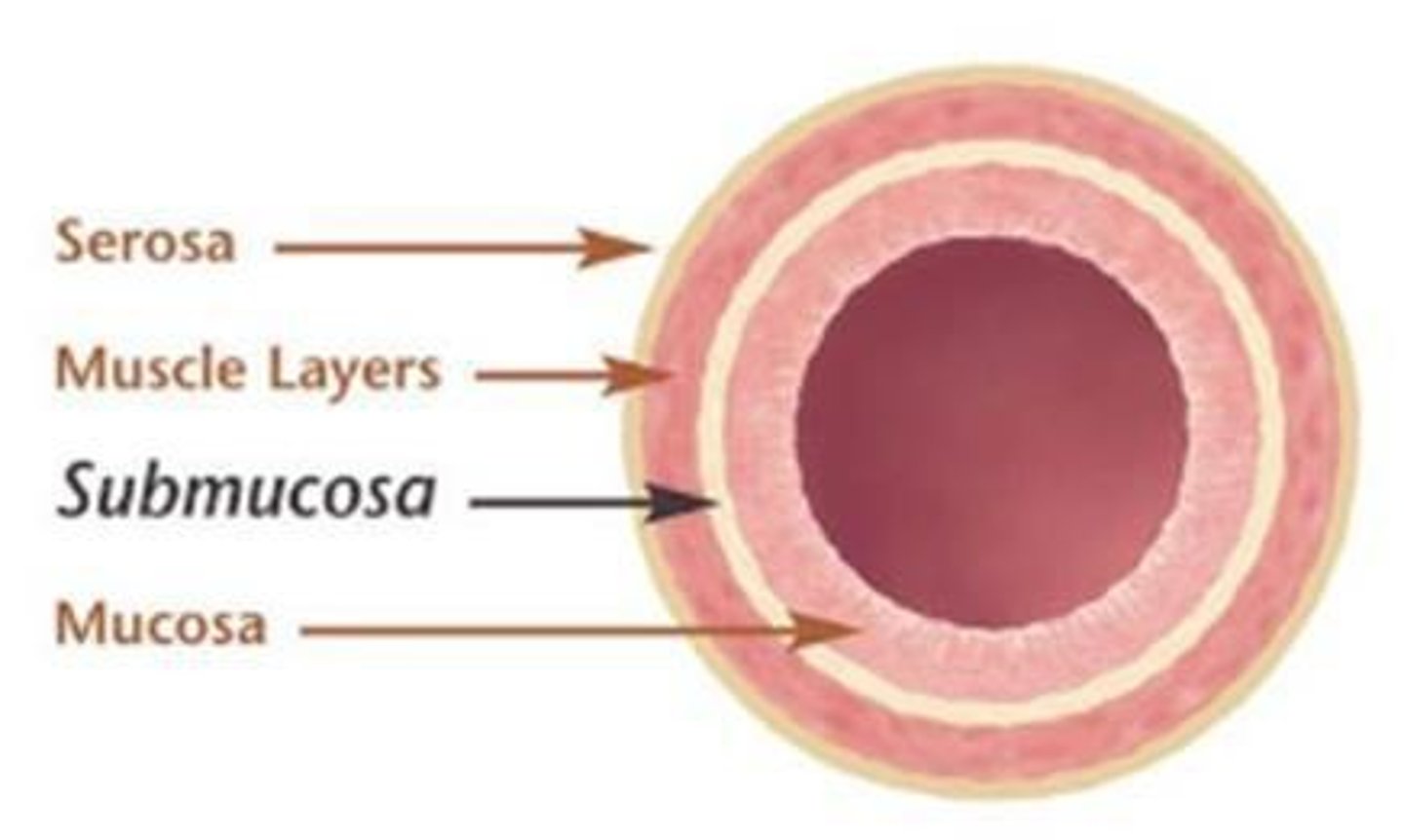 <p>Outer layer covering abdominal organs.</p>