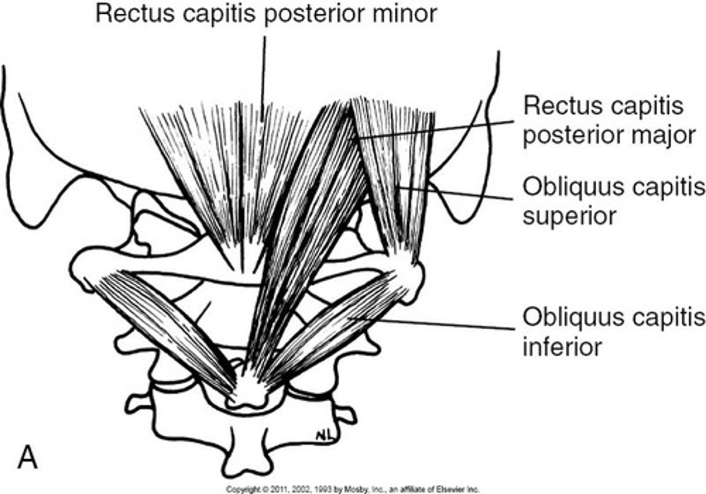 <p>- extends head</p><p>- suboccipital triangle</p><p>- where vertebral artery and nerve come together</p>