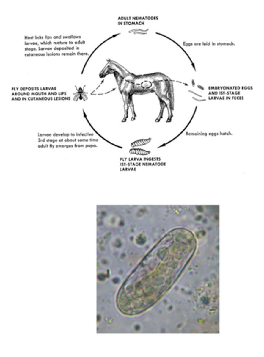 <p>Equine Stomach Worms</p>