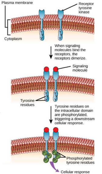 <ul><li><p>receptor that has enzyme activity and phosphorylates target proteins in the cell (kinases)</p></li><li><p>Ex. Insulin receptor</p></li></ul><p></p>