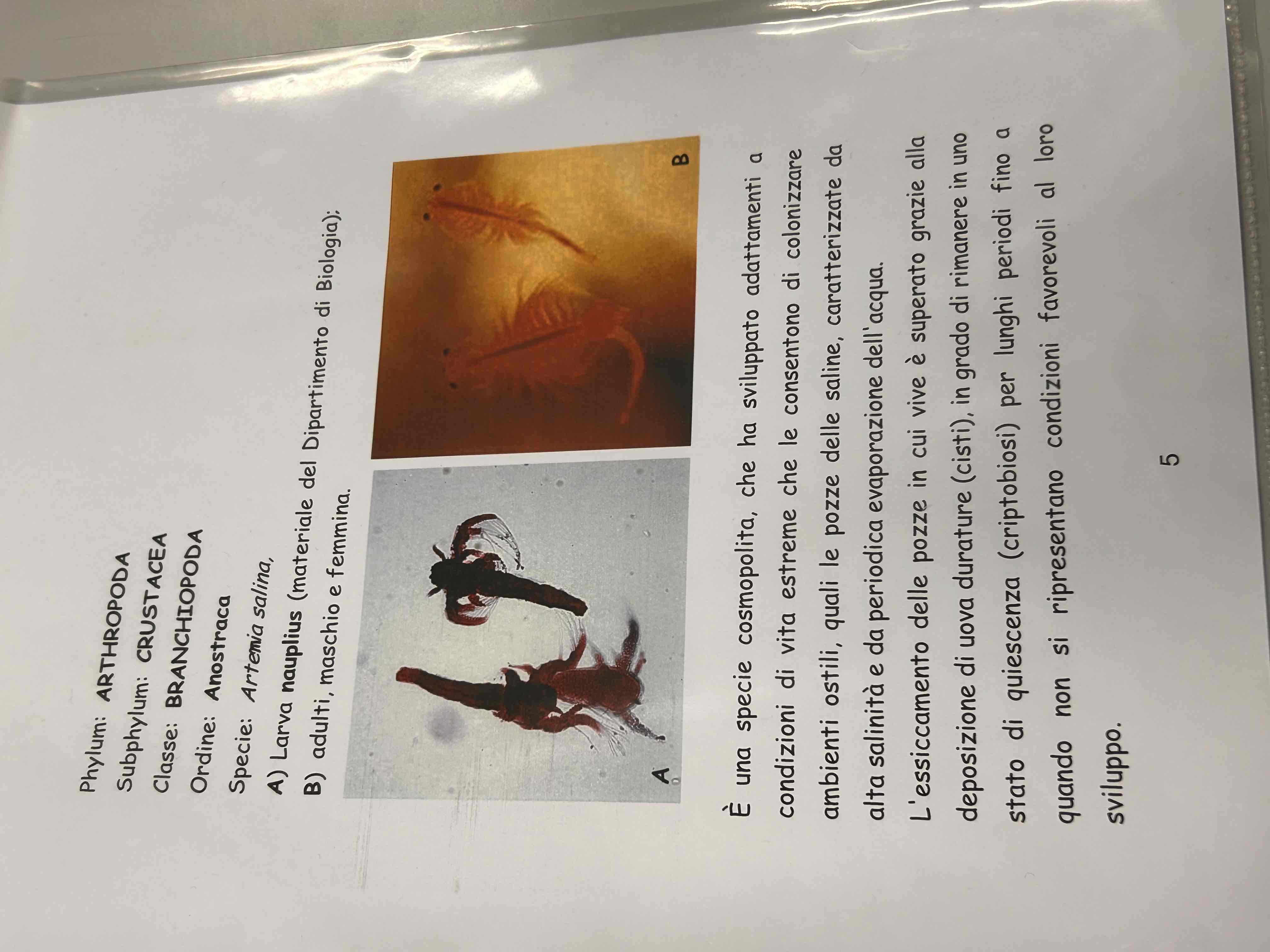 <p>Crostacei</p><p>Branchiopodi</p><p>Anostraca</p><p>Artemia salina</p>