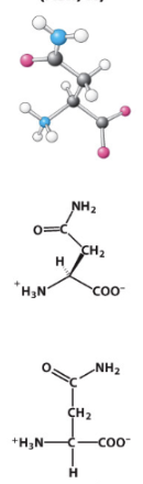 <p>Polar uncharged R-group. </p>